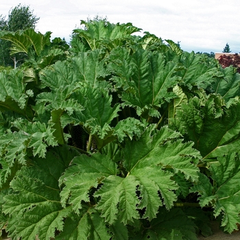 Gunnera tinctoria - Giant Rhubarb