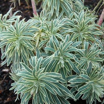 Euphorbia (Spurge) - Sahara&trade; 'Tasmanian Tiger'