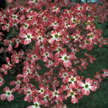 Cornus florida - 'Cherokee Chief' Cherokee Chief Flowering Dogwood