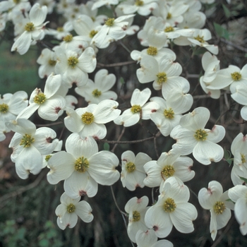 Cornus florida - ''Cloud 9'' Dogwood