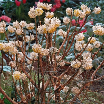 Edgeworthia chrysantha - Giant Leaf Paper Plant