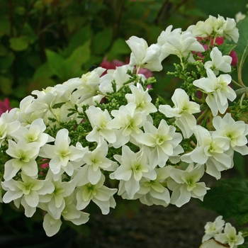 Hydrangea quercifolia - 'Snowflake' Oakleaf Hydrangea