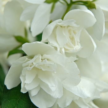 Philadelphus - 'Snowbelle' Mock Orange