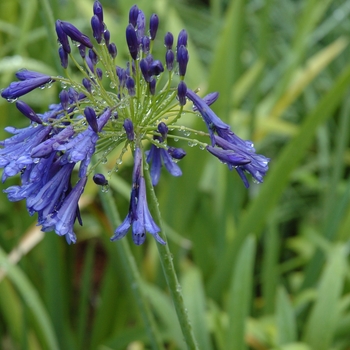 Agapanthus - 'Storm Cloud' African Lily