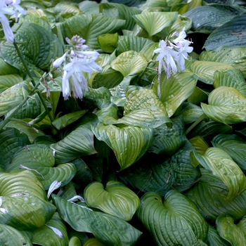 Hosta - 'Guacamole' Plantain Lily