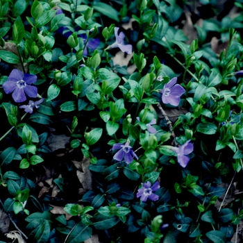 Vinca minor - 'Bowles Cunningham' Periwinkle