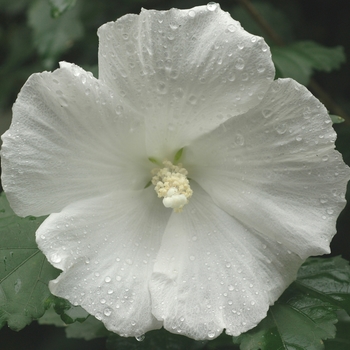 Hibiscus syriacus - 'Diana' Diana Rose of Sharon