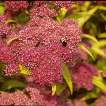 Spiraea x bumalda - 'Goldflame' Spirea