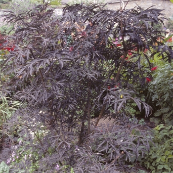 Sambucus nigra - ''Black Lace&reg;'' Elderberry