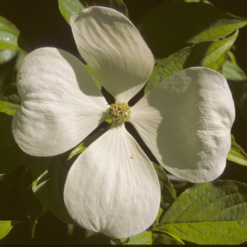 Cornus - 'Celestial' Dogwood