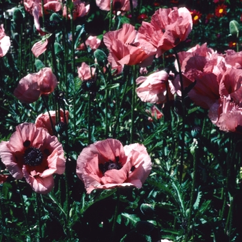 Papaver orientale - 'Princess Victoria Louise' Oriental poppy