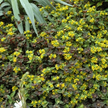 Lysimachia congestiflora - 'Persian Chocolate' Loosestrife
