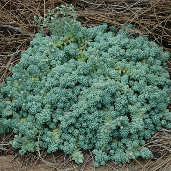 Sedum dasyphyllum - 'Major' Corsican Stonecrop