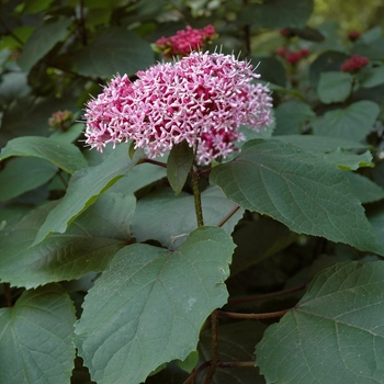 Clerodendrum bungei - Cashmere Bouquet