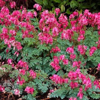 Dicentra - 'King of Hearts' Fern-Leaf Bleeding Heart