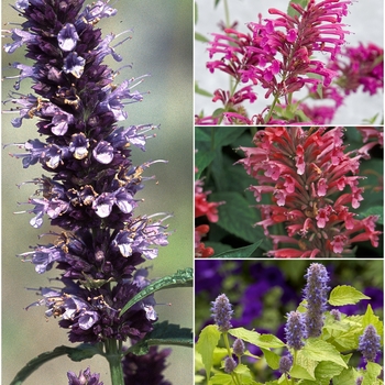 Agastache - 'Multiple Varieties' Assorted Hyssop