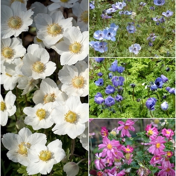 Anemone - 'Multiple Varieties' Windflowers