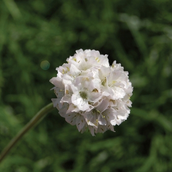 Armeria maritima - 'Alba' Sea Thrift