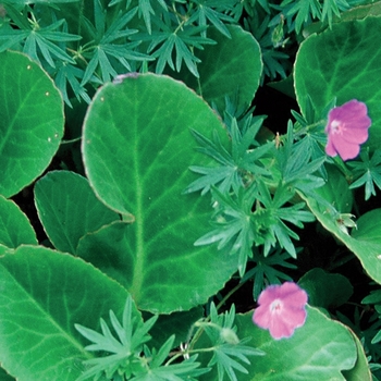 Bergenia cordifolia - ''Winterglut (Winter Glow)'' Heartleaf Bergenia, Pigsqueak