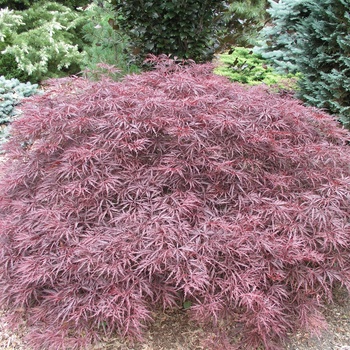 Acer palmatum var. dissectum - 'Red Dragon' Japanese Maple