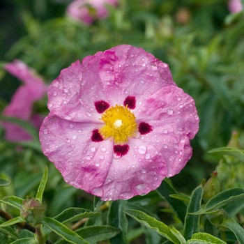 Cistus x purpureus - Purple Rockrose