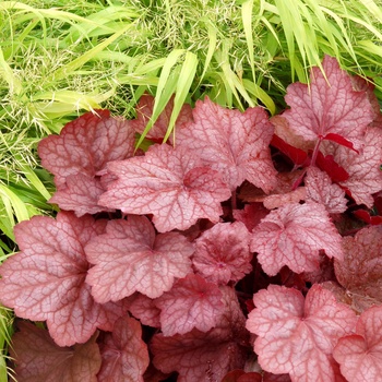 Heuchera - ''Georgia Peach'' Coral Bells