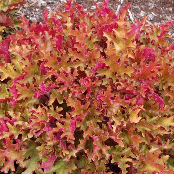 Heuchera - ''Marmalade&trade;'' Coral Bells