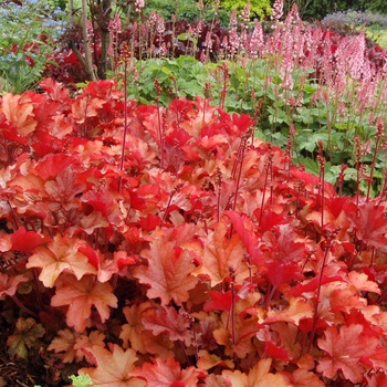 Heuchera - ''Peach Flambe'' Coral Bells