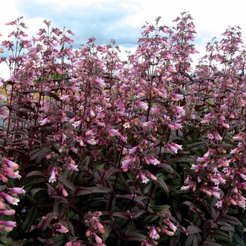 Penstemon - ''Dark Towers'' Beardtongue