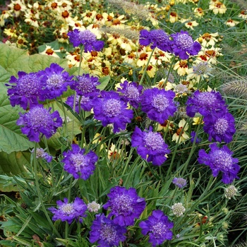 Scabiosa columbaria - ''Vivid Violet'' Pincushion flower