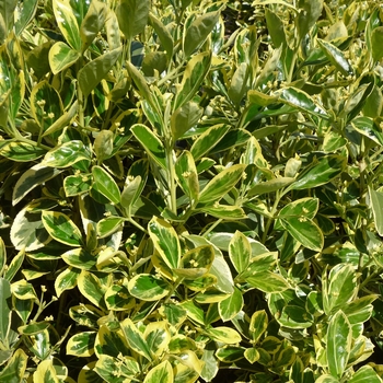 Euonymus japonicus - ''Silver King'' Japanese Euonymus