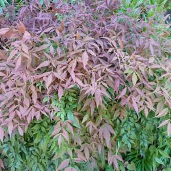 Nandina domestica - 'Sienna Sunrise&reg; (Monfar)' Sienna Sunrise&reg; Compact Nandina