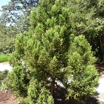 Cryptomeria japonica - 'Black Dragon'