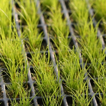Juncus effusus - Soft Rush