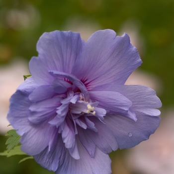 Hibiscus syriacus - 'Blue Chiffon&reg;' Rose of Sharon