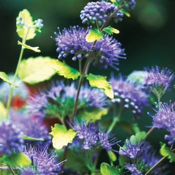 Caryopteris incana - ''Sunshine Blue&reg;'' Bluebeard