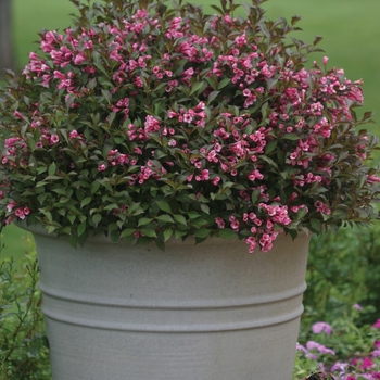 Weigela florida - Fine Wine&reg;