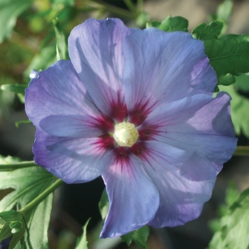 Hibiscus syriacus - 'Azurri Blue Satin&reg;' Rose of Sharon
