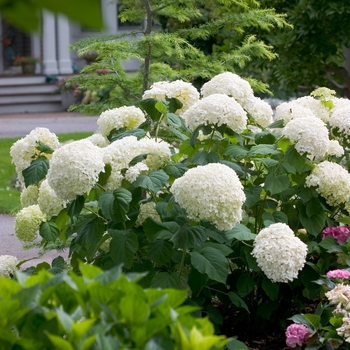 Hydrangea arborescens - Incrediball&reg; Smooth Hydrangea