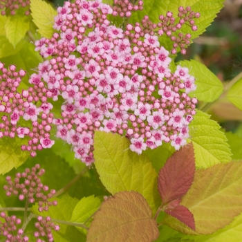 Spiraea (Spirea) - Double Play ''Big Bang&reg;''