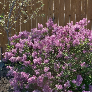 Syringa (Reblooming Lilac) - Bloomerang&reg; Purple
