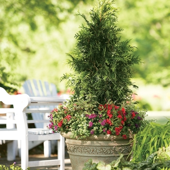 Thuja plicata - 'Spring Grove&reg;' Western Arborvitae
