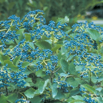 Viburnum dentatum - ''Blue Muffin&reg;'' Arrowwood Viburnum