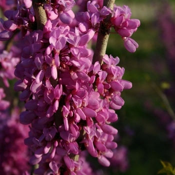 Cercis chinensis - 'Avondale' Chinese Redbud