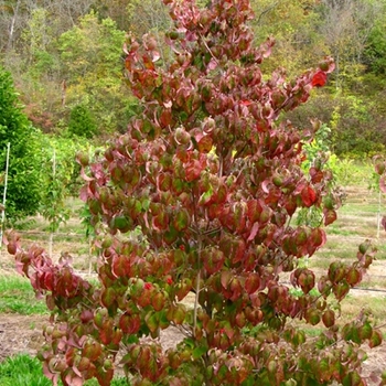 Cornus florida - 'Cherokee Brave' Flowering Dogwood