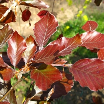 Fagus sylvatica - 'Riversii' River's Beech