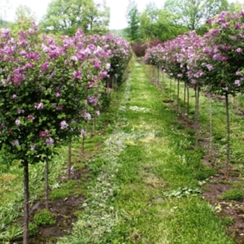 Syringa meyeri - 'Palibin' Dwarf Korean Lilac