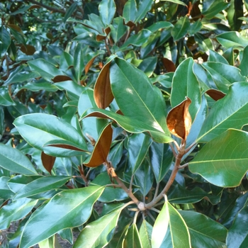 Magnolia grandiflora - 'Kay Parris'