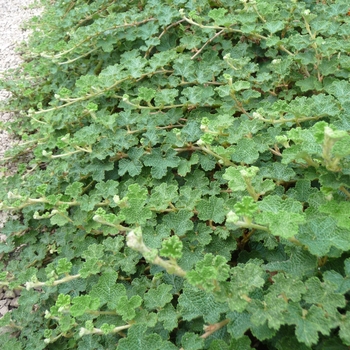 Rubus rolfei - 'Emerald Carpet' Creeping Raspberry