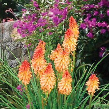 Kniphofia (Dwarf poker) - Popsicle&trade; 'Creamsicle'